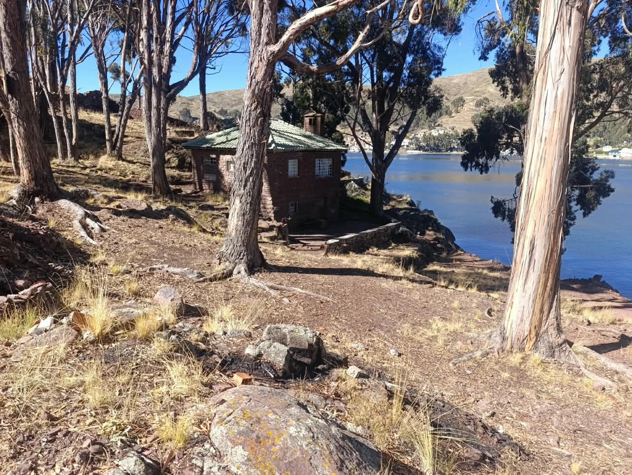 Bosque de eucaliptos junto al lago